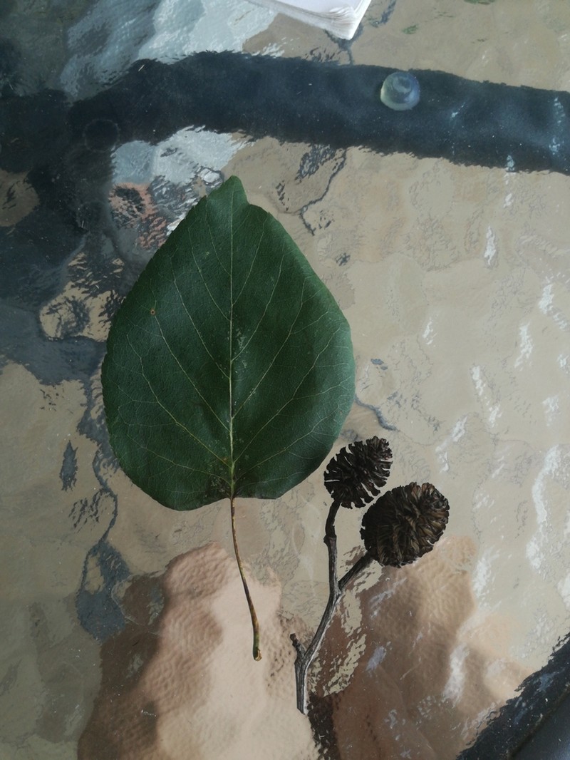 Italian Alder photo 7