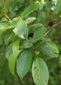 Alnus cremastogyne
