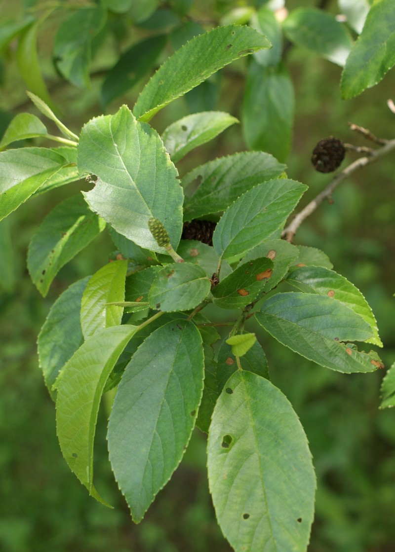 Alnus cremastogyne