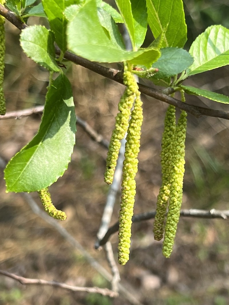 Alnus cremastogyne photo 2