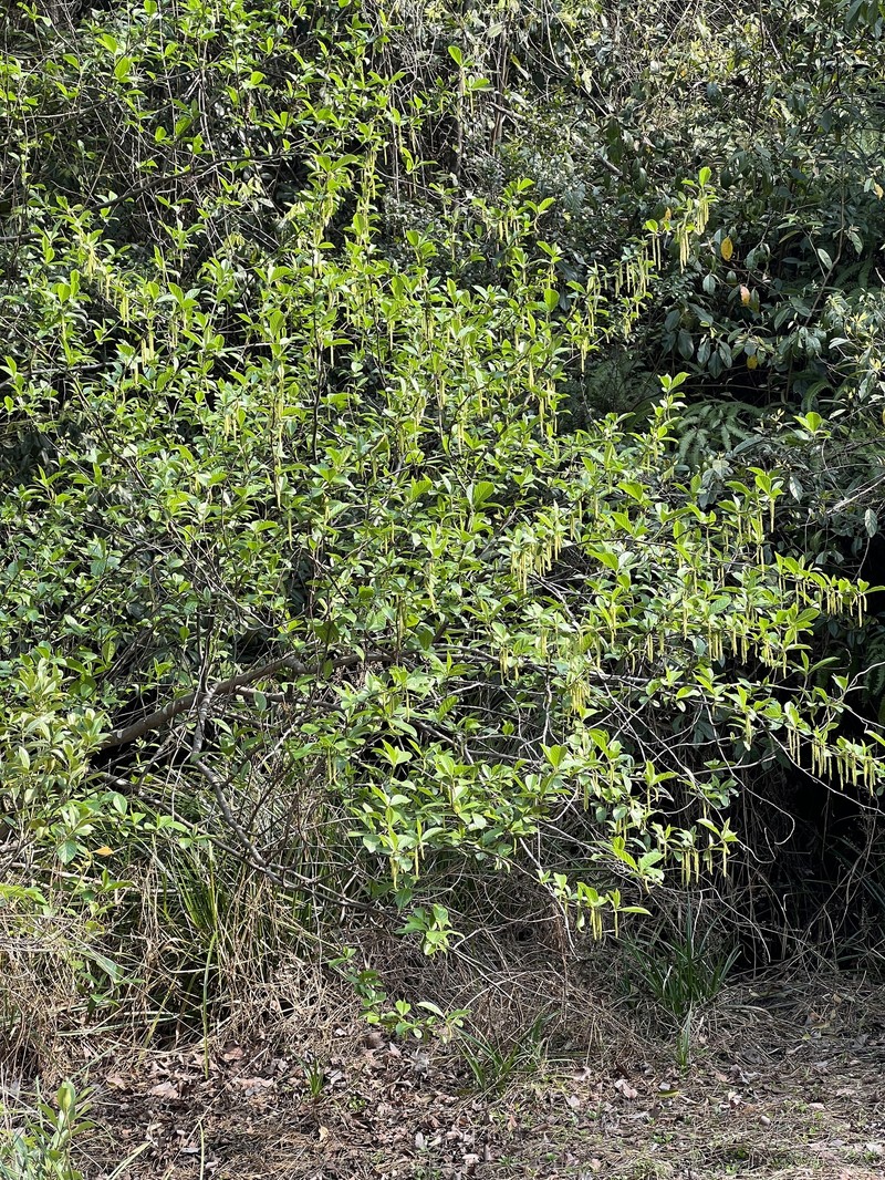 Alnus cremastogyne photo 3