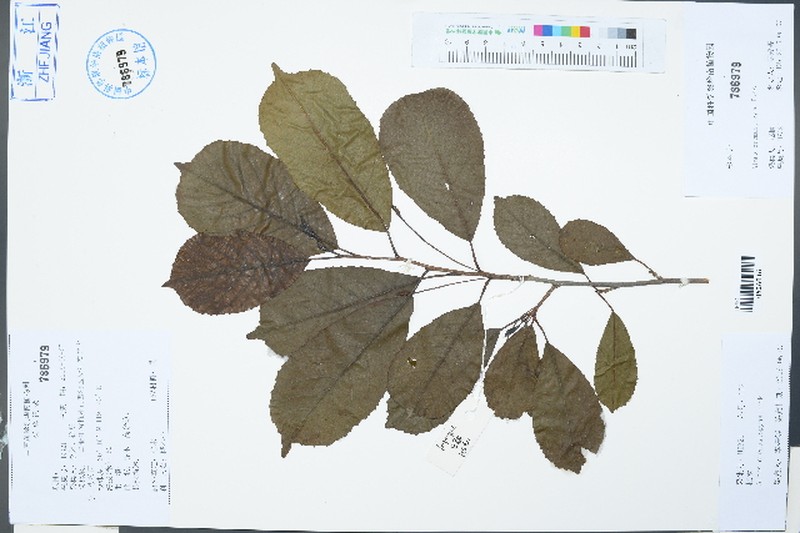 Alnus cremastogyne photo 4