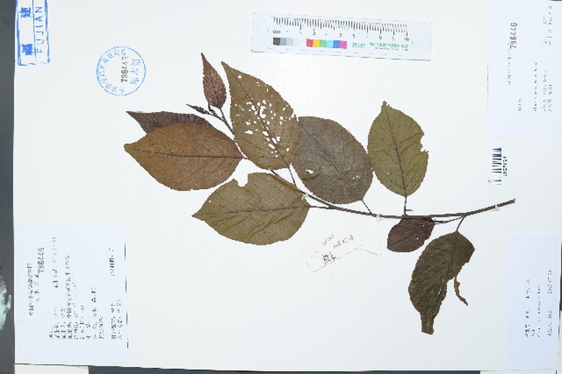 Alnus cremastogyne photo 5