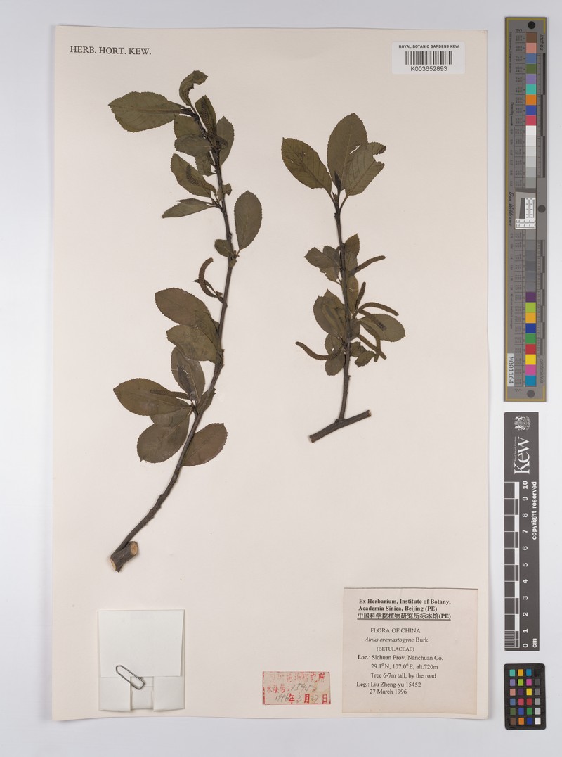 Alnus cremastogyne photo 6