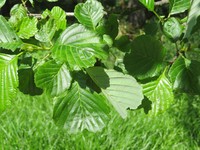 Alnus fauriei