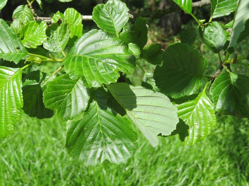 Alnus fauriei