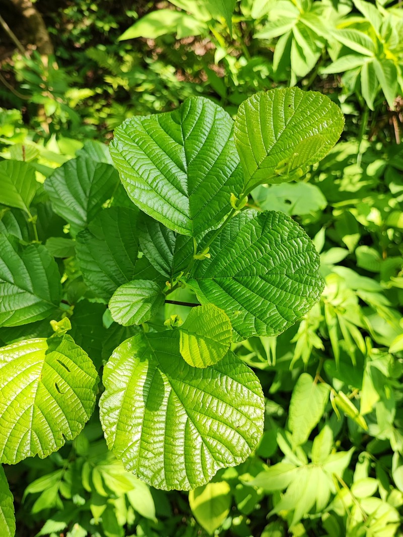 Alnus fauriei photo 3