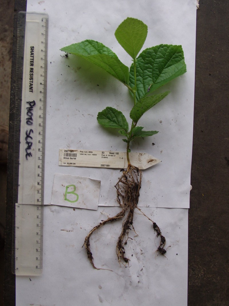 Alnus fauriei photo 5