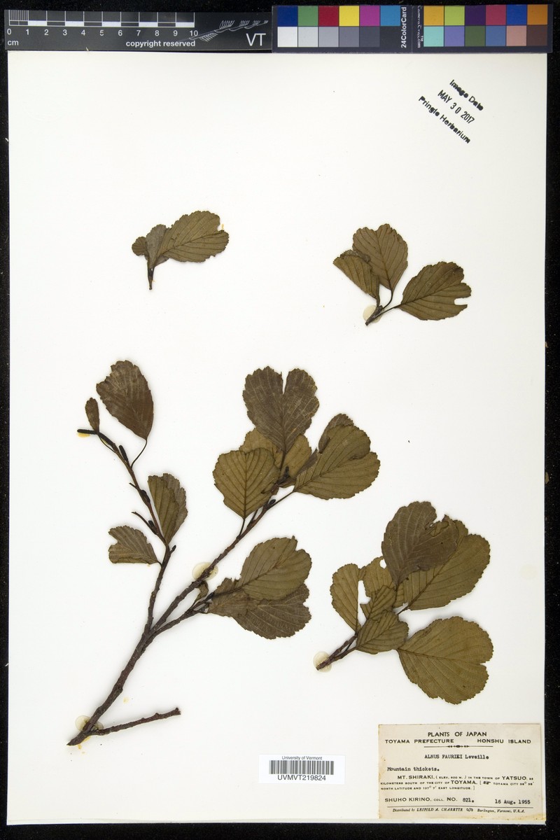 Alnus fauriei photo 6