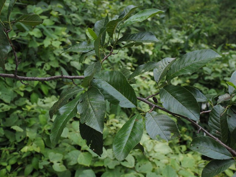 Alnus ferdinandi-coburgii photo 2