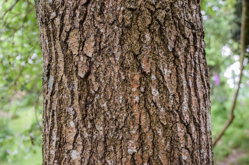 Alnus ferdinandi-coburgii