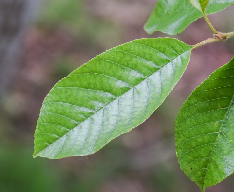 Alnus ferdinandi-coburgii photo 3