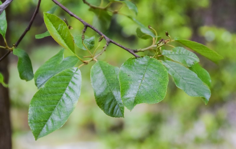Alnus ferdinandi-coburgii photo 4