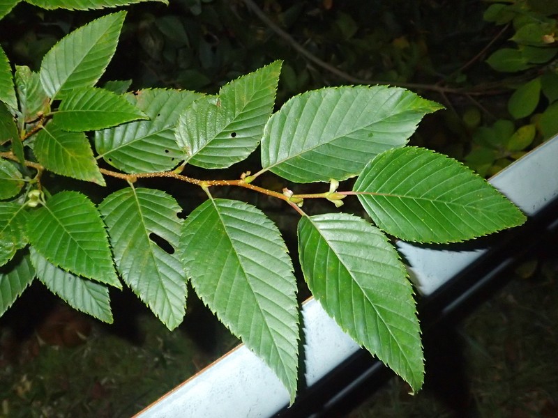 Alnus firma photo 2
