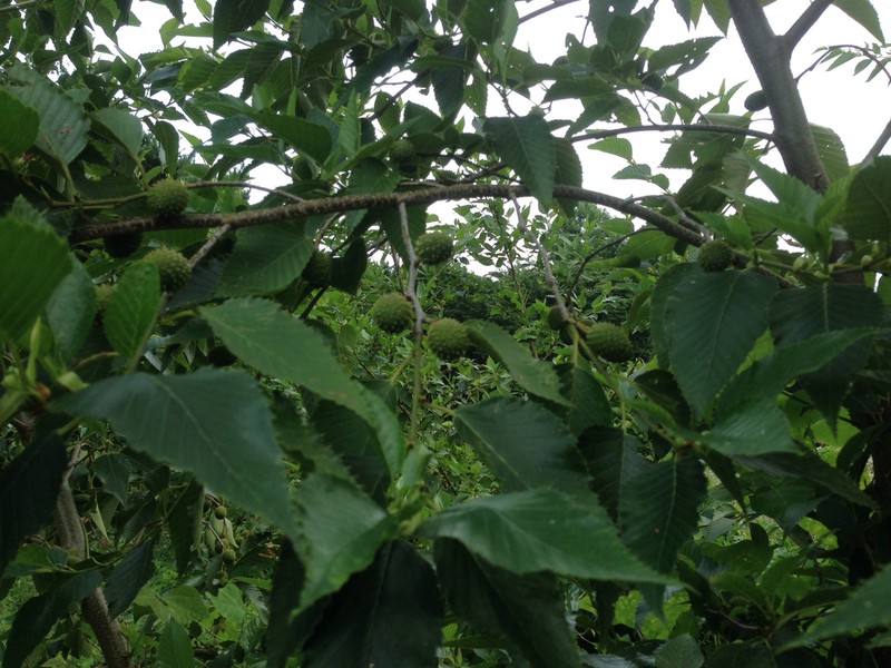 Alnus firma photo 3
