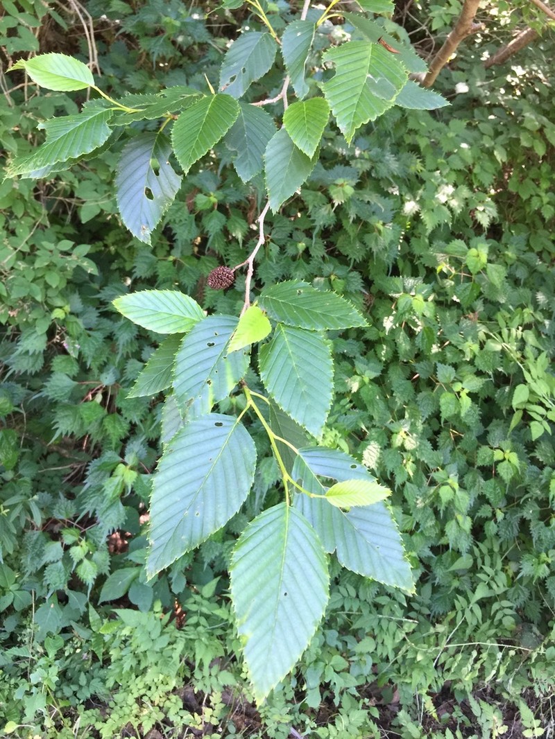 Alnus firma photo 4