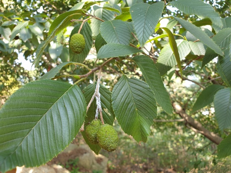 Alnus firma photo 5