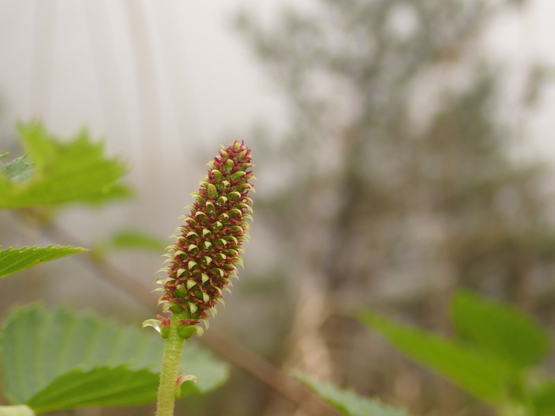 Alnus firma photo 6