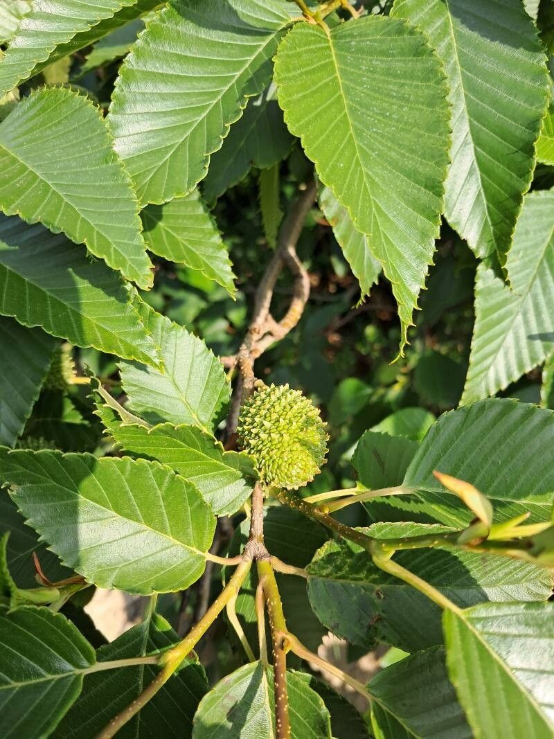 Alnus firma photo 7