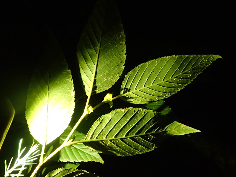 Alnus firma photo 8