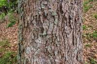 Alnus formosana