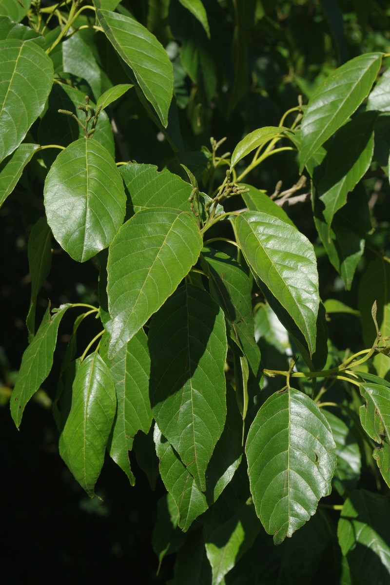 Alnus formosana photo 2