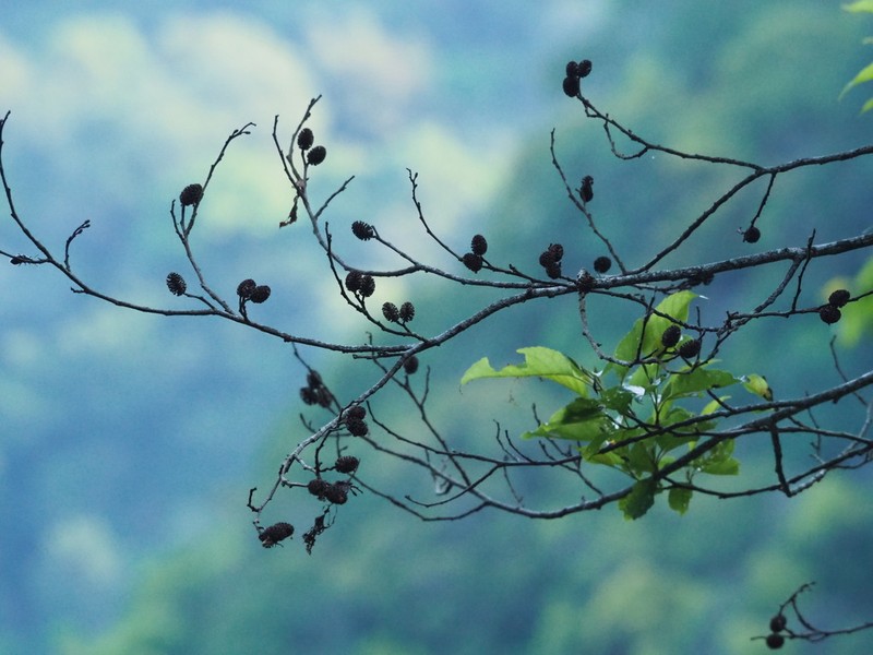 Alnus formosana photo 3