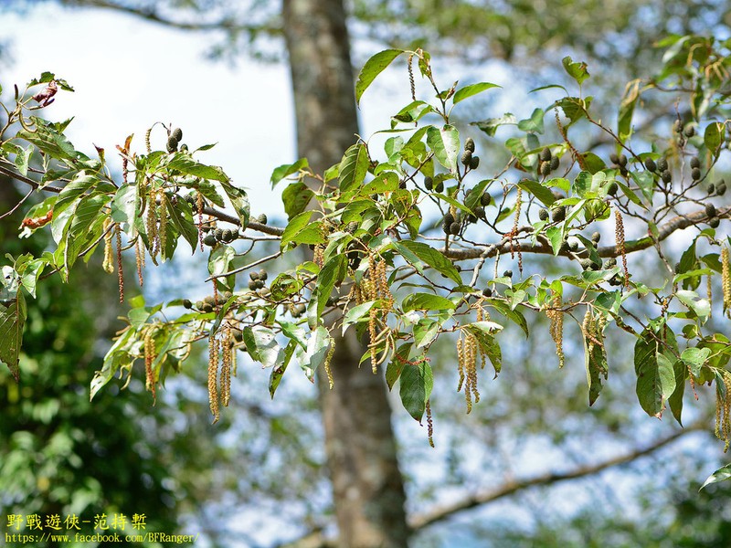 Alnus formosana photo 4