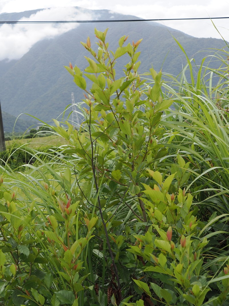 Alnus formosana photo 5