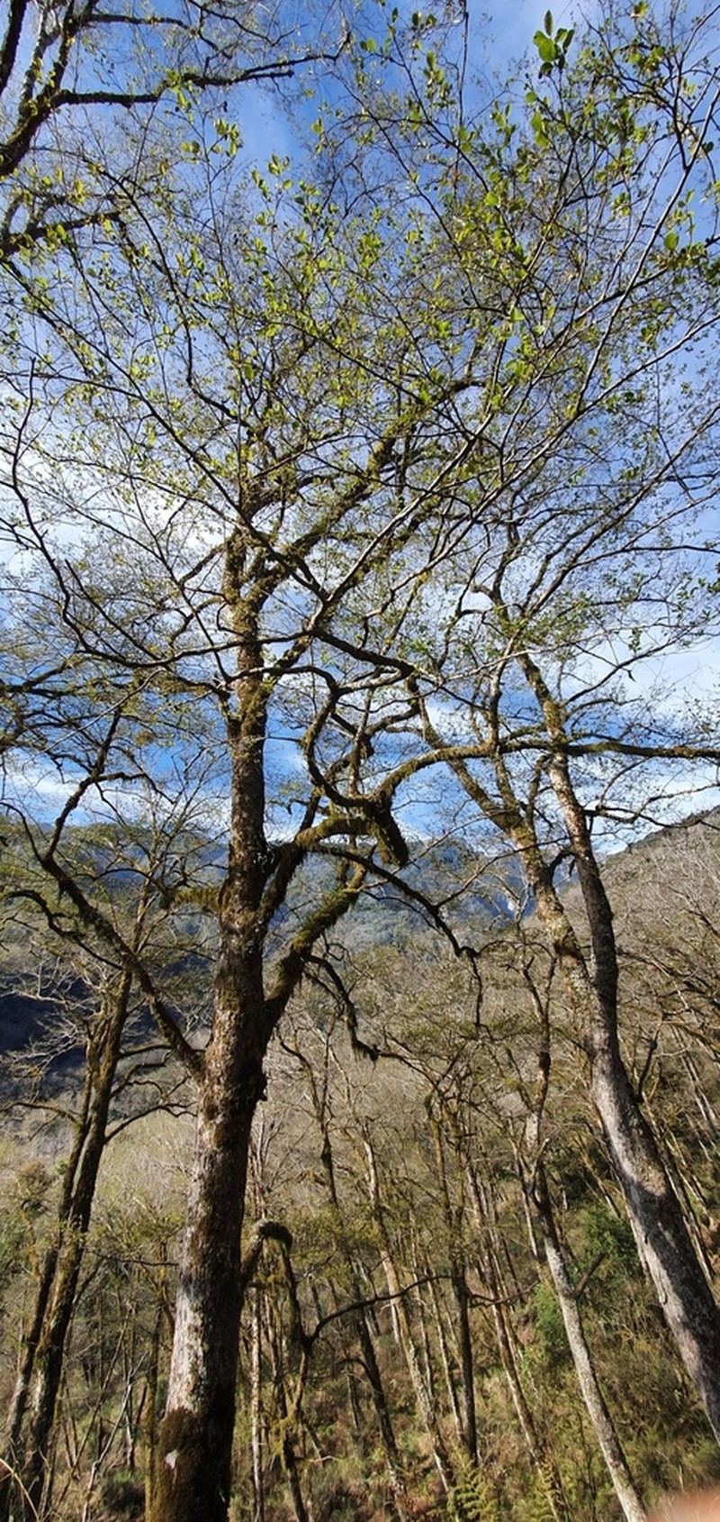 Alnus formosana photo 7