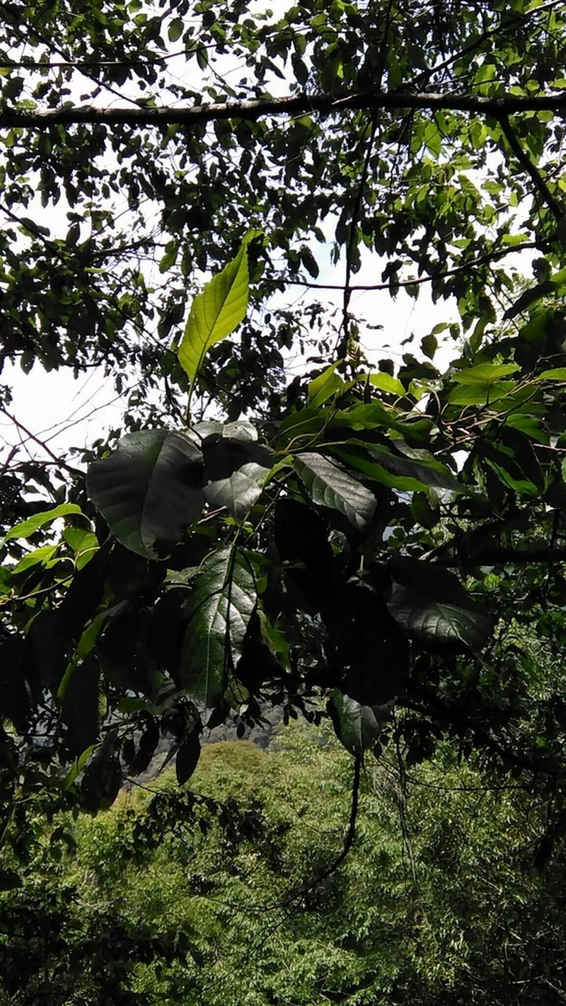 Alnus formosana photo 8