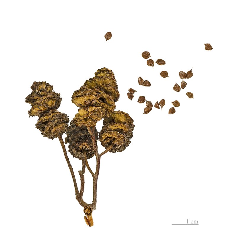 European Alder photo 2