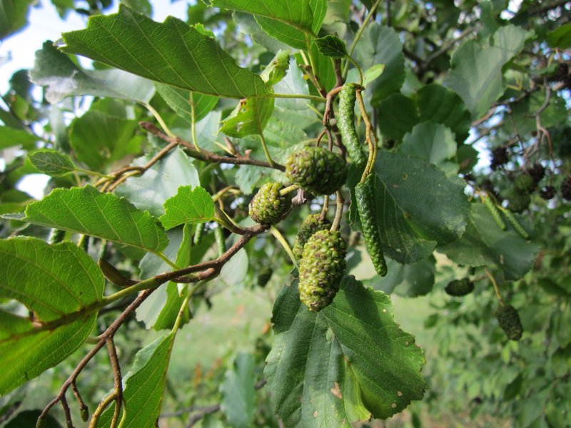 European Alder photo 3