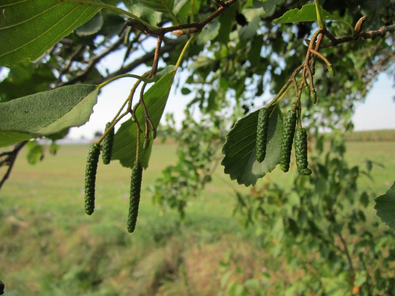 European Alder photo 4