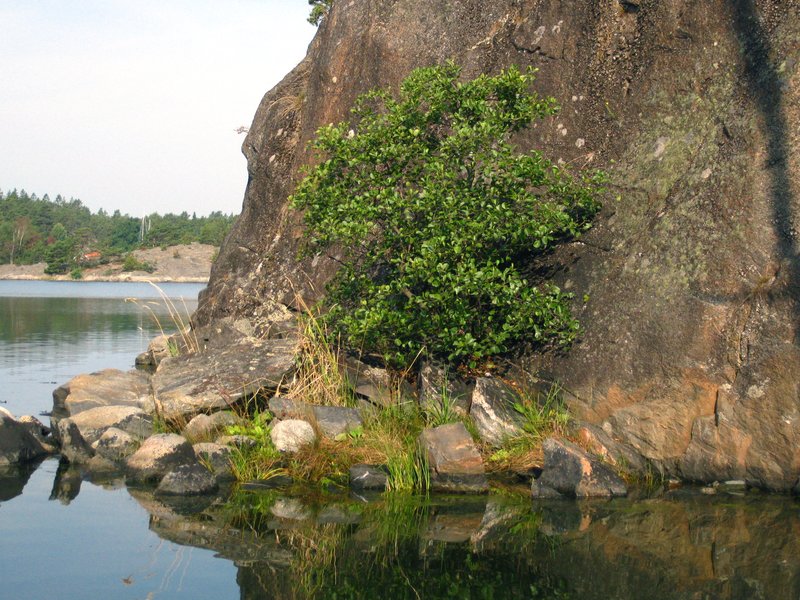 European Alder photo 5