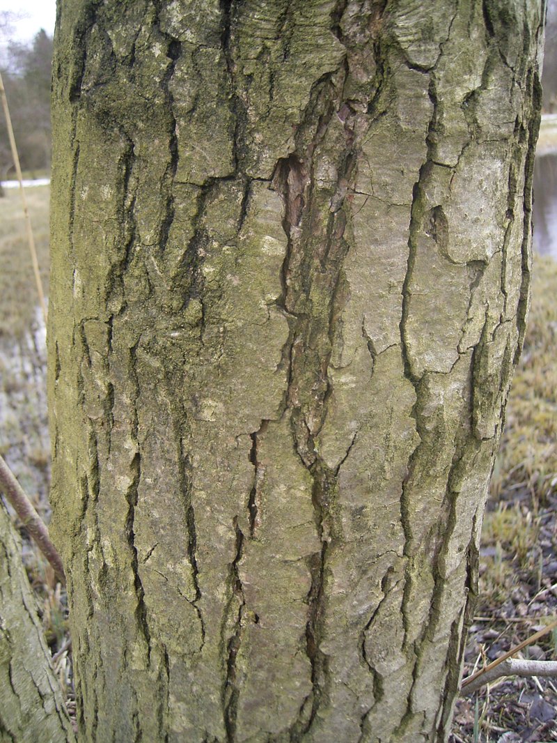 European Alder photo 6