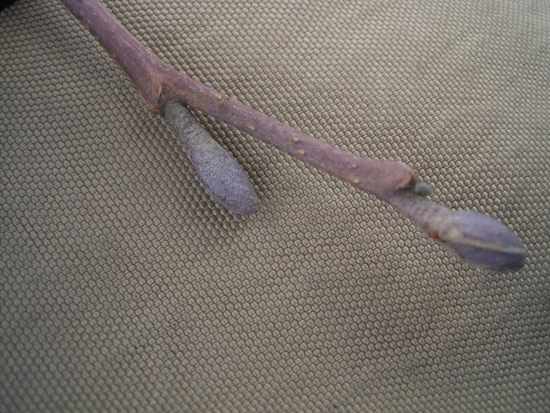 European Alder photo 7