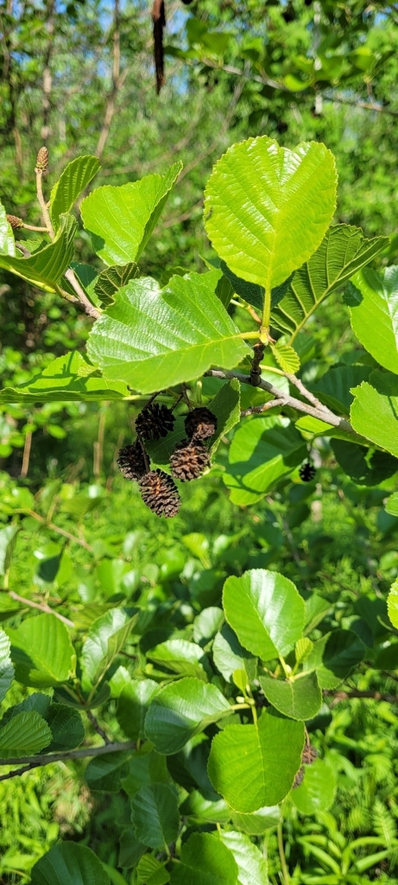 European Alder photo 8