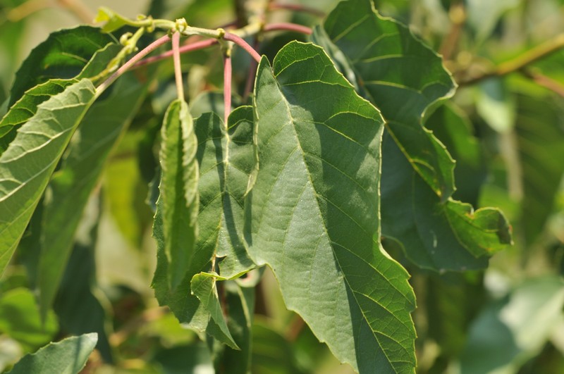 Alnus glutinosa subsp. antitaurica