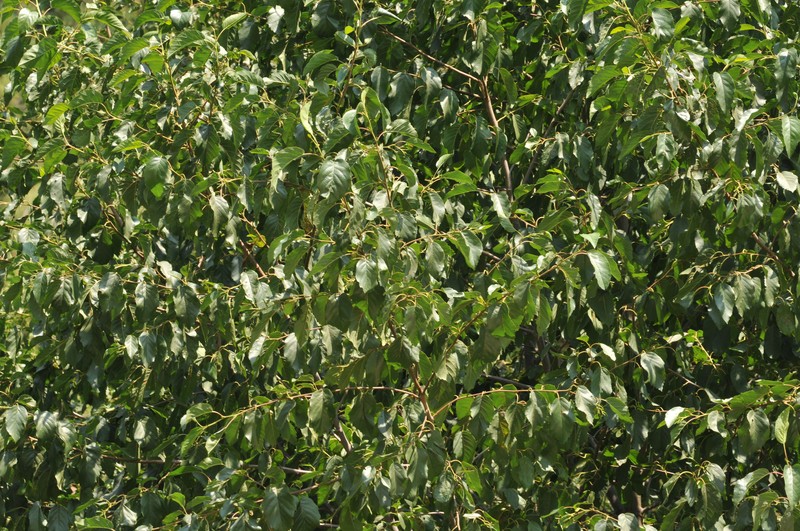 Alnus glutinosa subsp. antitaurica photo 2