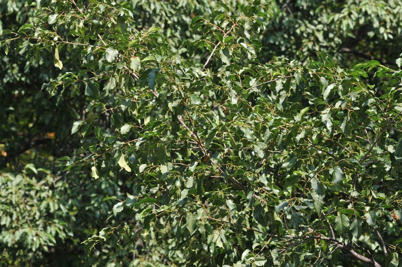 Alnus glutinosa subsp. antitaurica photo 3