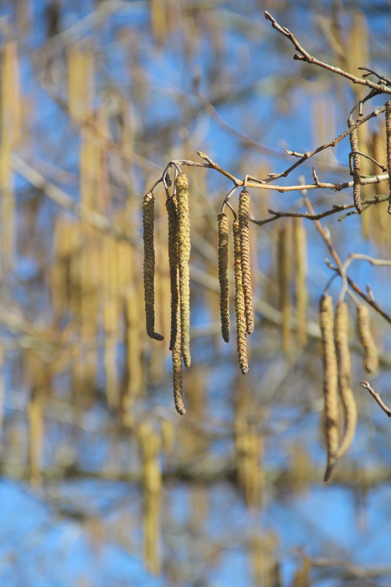 Alnus glutinosa subsp. barbata