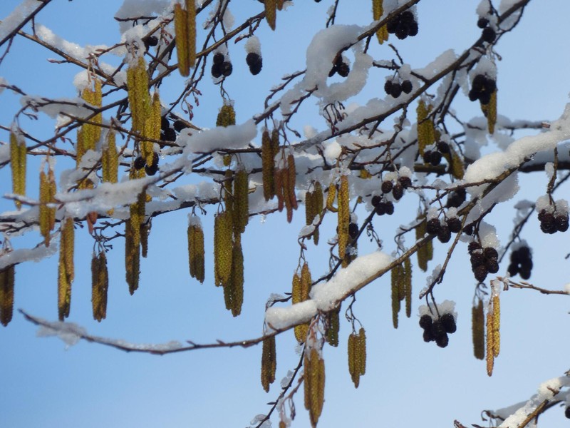 Alnus glutinosa subsp. barbata photo 2
