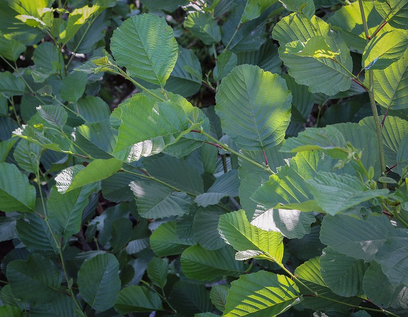 Alnus glutinosa subsp. barbata photo 4