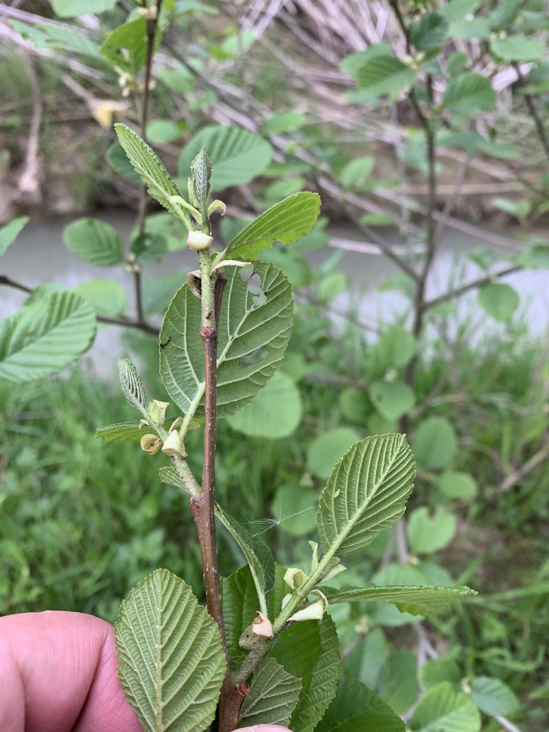 Alnus glutinosa subsp. barbata photo 5