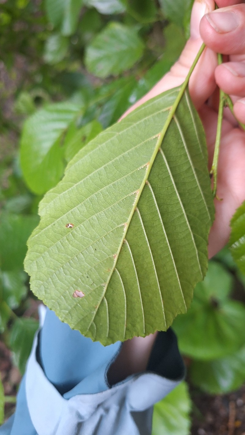Alnus glutinosa subsp. barbata photo 6