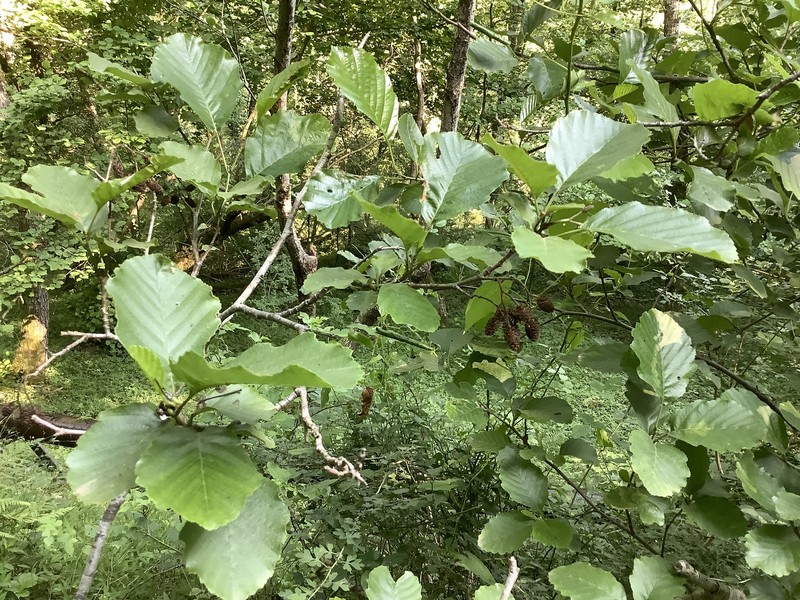 Alnus glutinosa subsp. barbata photo 7