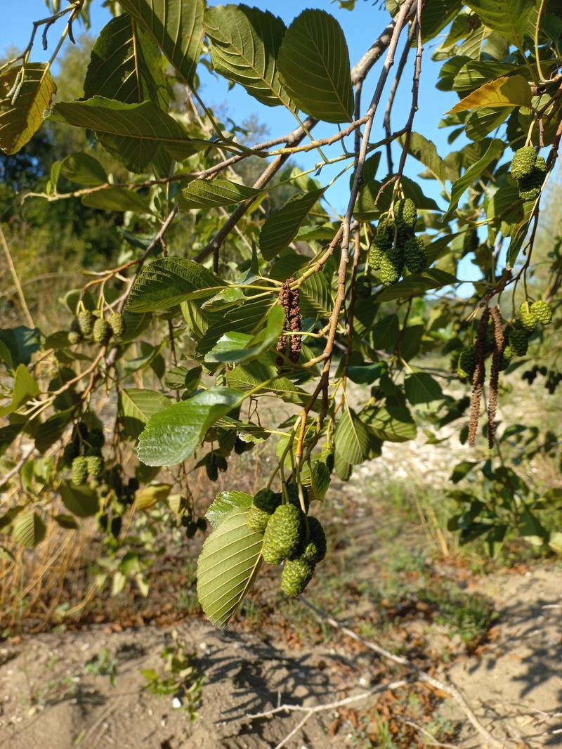 Alnus glutinosa subsp. barbata photo 8