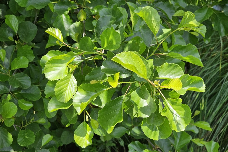 Alnus glutinosa subsp. glutinosa