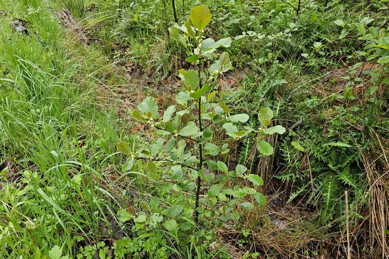 Alnus glutinosa subsp. glutinosa photo 2